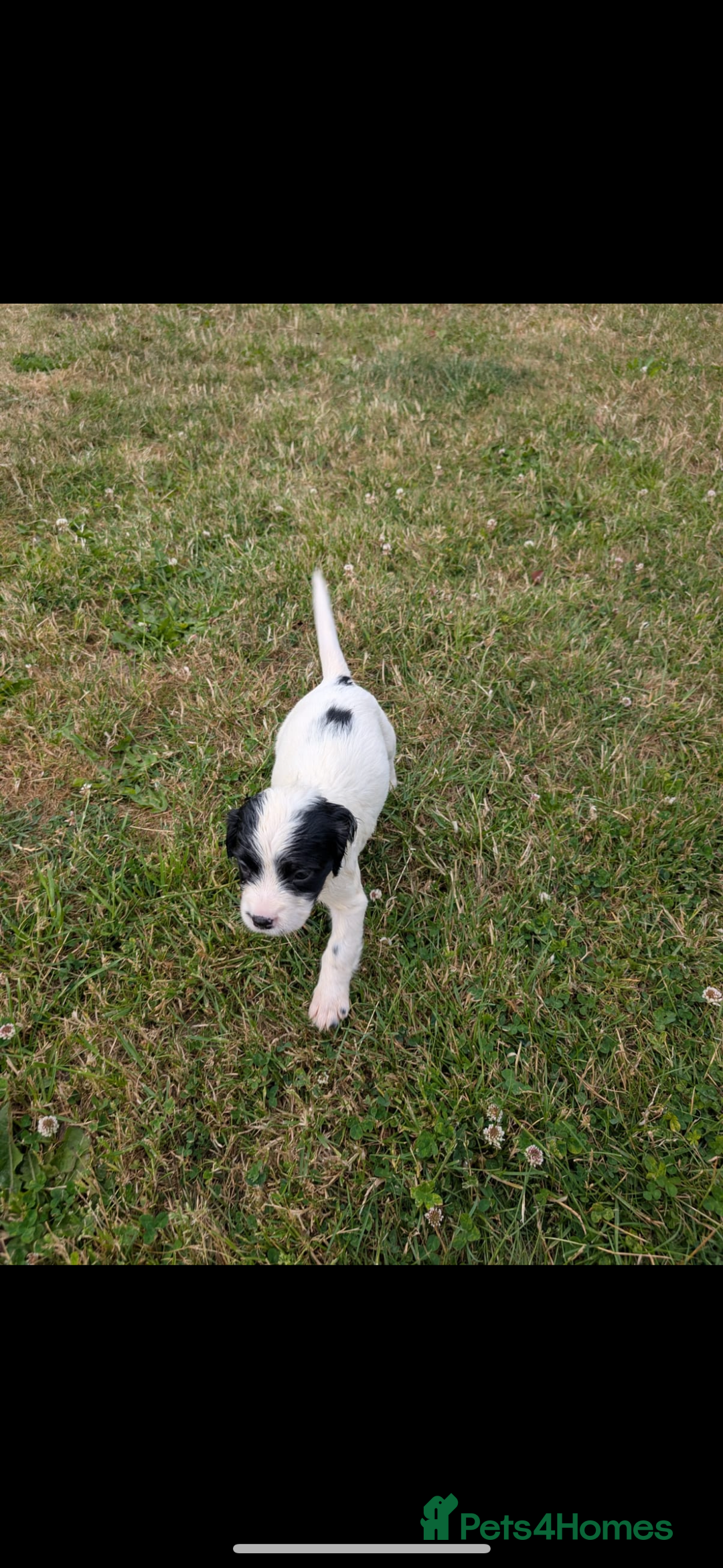 English Springer Spaniel dogs for sale: Springer spaniel pups ready now  - Image 21