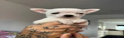 Chihuahua dogs for sale: AppleHead Chihuahua  - Advert 3
