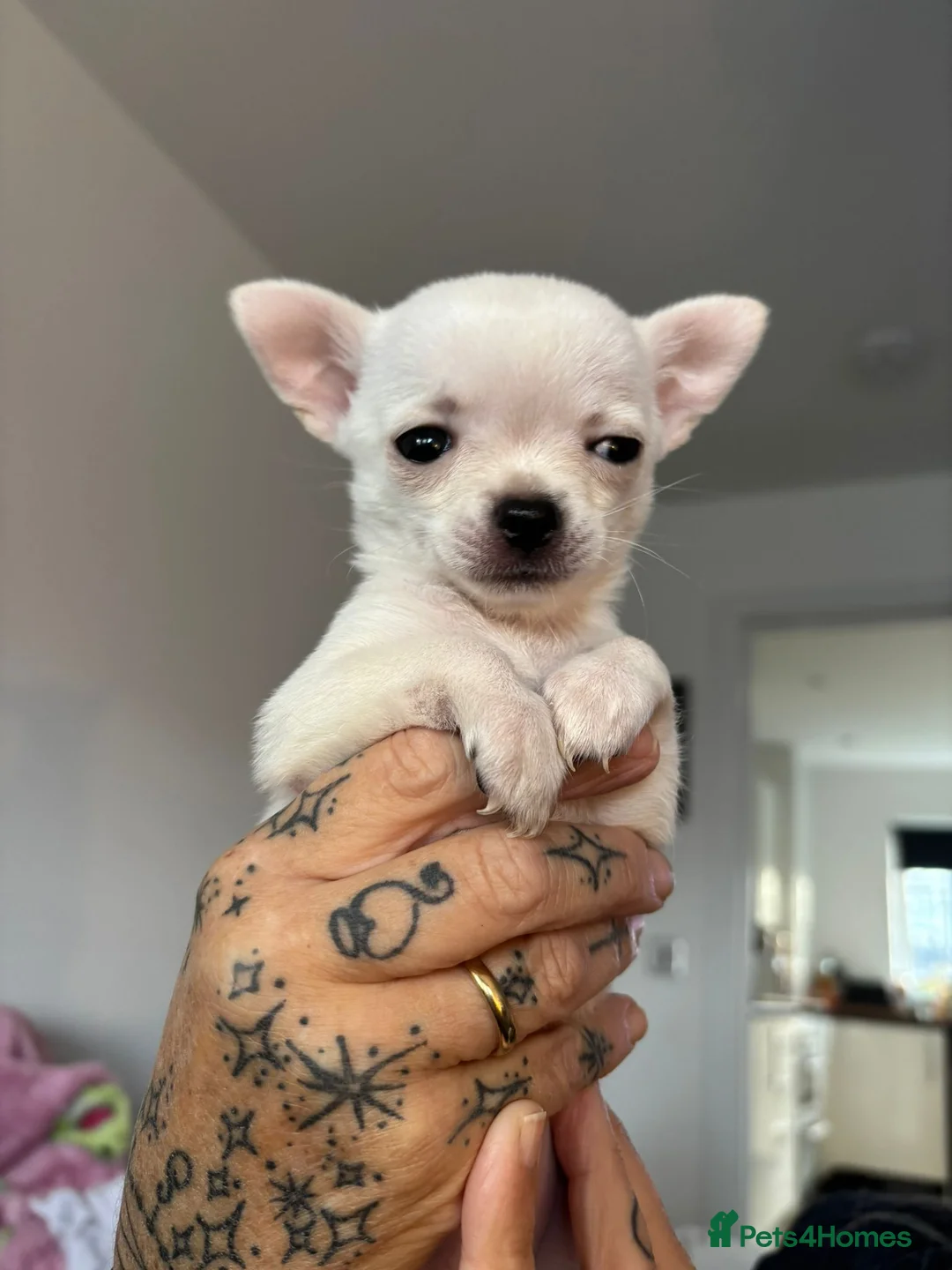 Chihuahua dogs for sale: AppleHead Chihuahua  - Advert 3