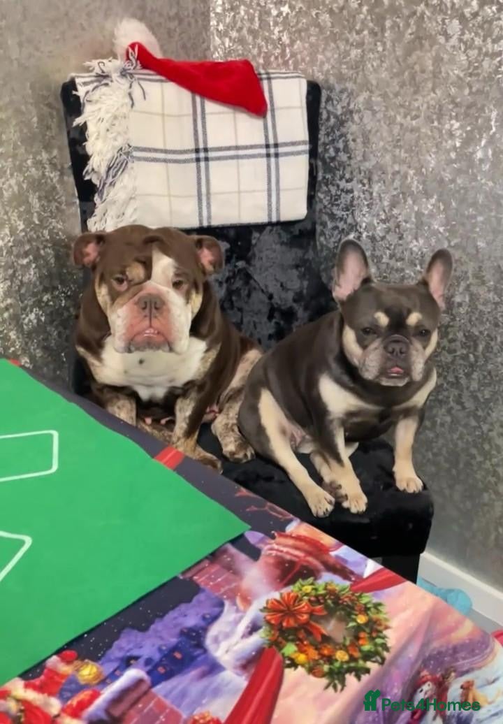 Mixed Breed dogs Bonded pair frenchie and English bulldog adorable - Advert 7