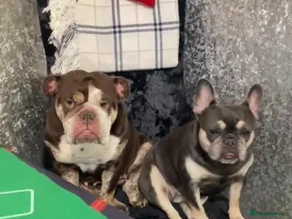 Mixed Breed dogs Bonded pair frenchie and English bulldog adorable - Advert 7