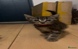 Mixed Breed cats for sale: 4 Kittens looking for their forever homes 🏠  - Image 8