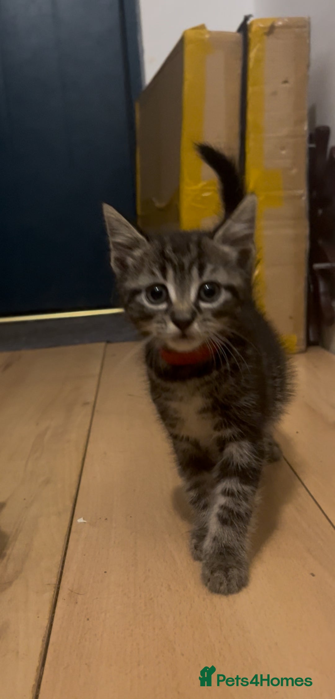Mixed Breed cats for sale: 4 Kittens looking for their forever homes 🏠  - Image 8