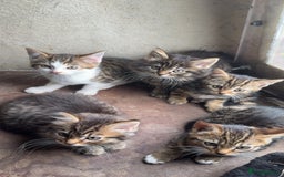Mixed Breed cats for sale: 4 Tabby Kittens - Image 1
