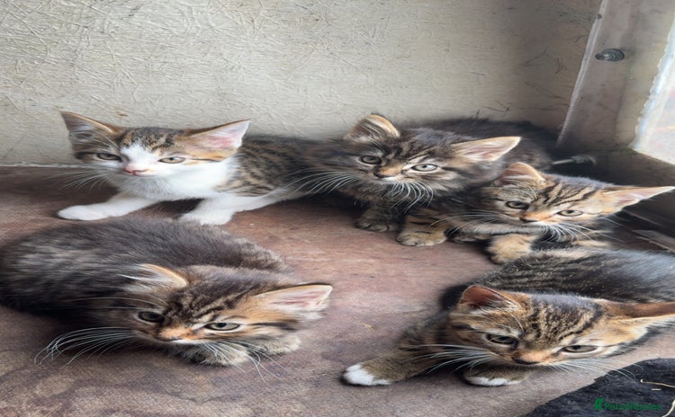 Mixed Breed cats - Advert 2