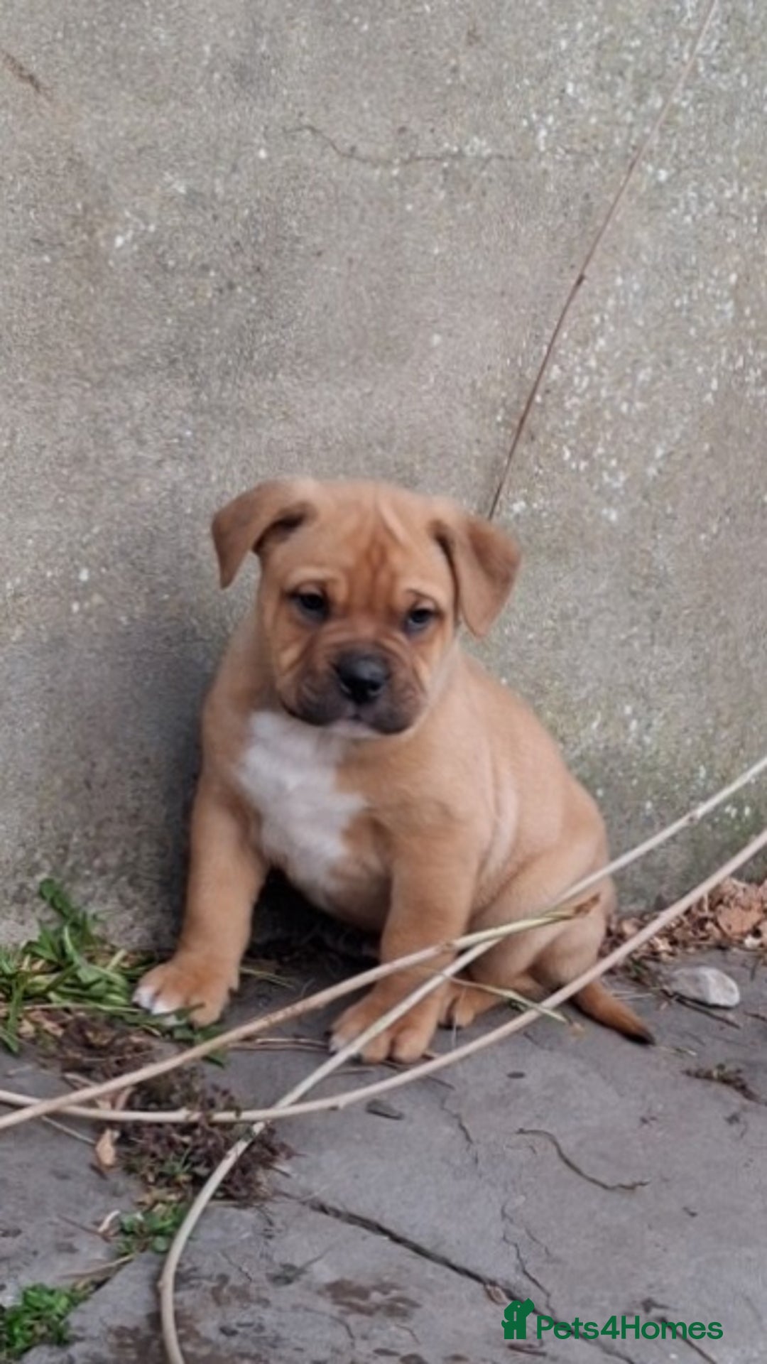 Mixed Breed dogs for sale: Beautiful chunky pups  - Advert 3