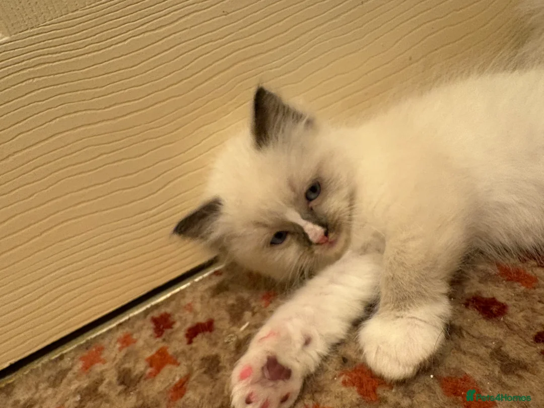 Ragdoll cats for sale: 5 ADORABLE RAGDOLL X KITTENS - Advert 28