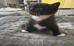 Persian cats for sale: Persian x kittens - Image 20