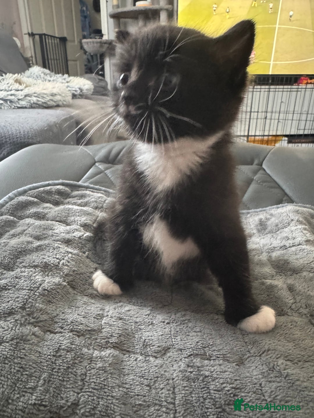 Persian cats for sale: Persian x kittens - Image 20