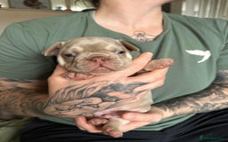 French Bulldog dogs for sale: Isabella french bulldog - Image 4
