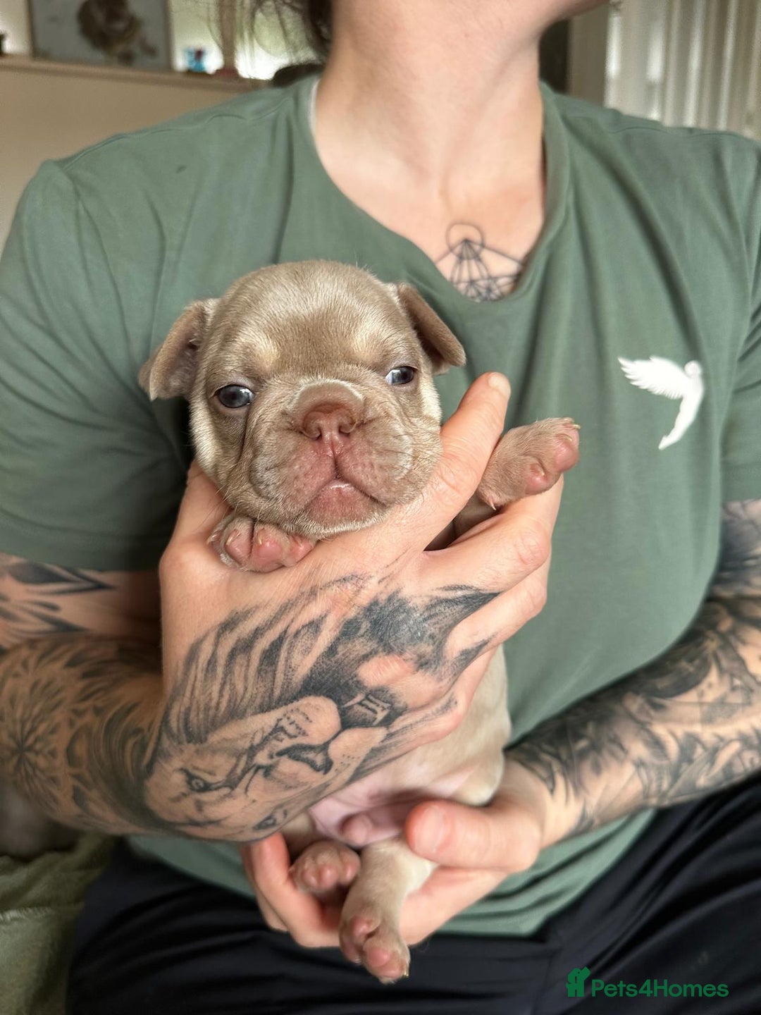 French Bulldog dogs for sale: Isabella french bulldog - Image 4
