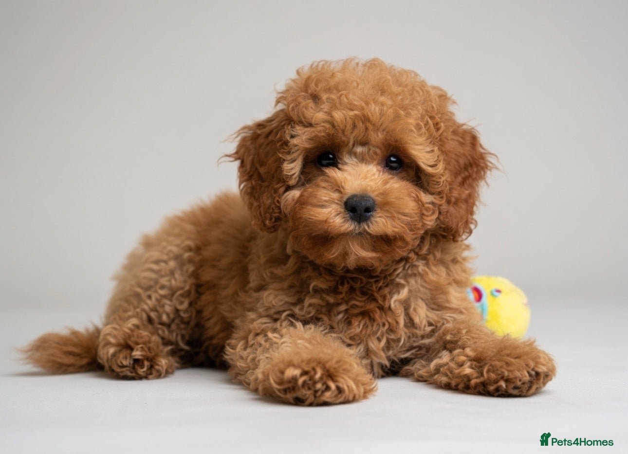 Cavapoo dogs TOY CAVAPOOS - Fully health checked and vaccinated - Advert 2