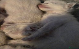 Ragdoll cats for sale: Beautiful GCCF Reg Pure Bred Ragdoll kittens - Image 4