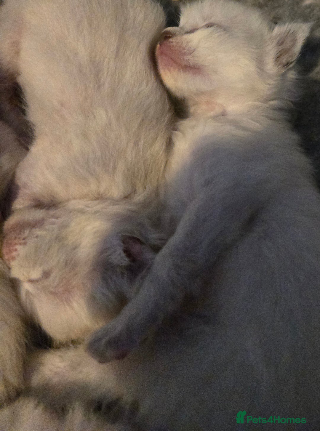 Ragdoll cats for sale: Beautiful GCCF Reg Pure Bred Ragdoll kittens - Image 4