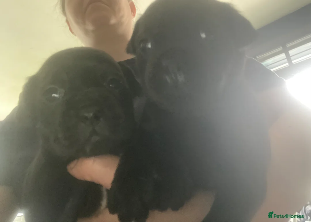 Jug dogs for sale: 6 jug puppies available  - Advert 2