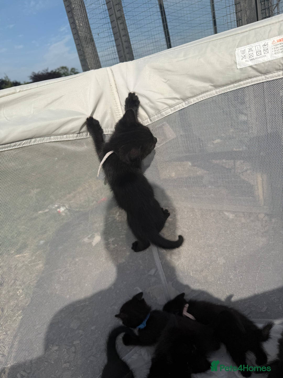 Mixed Breed cats for sale: Litter of Kittens For Sale - only 1 Male left in Dunstable - Image 33