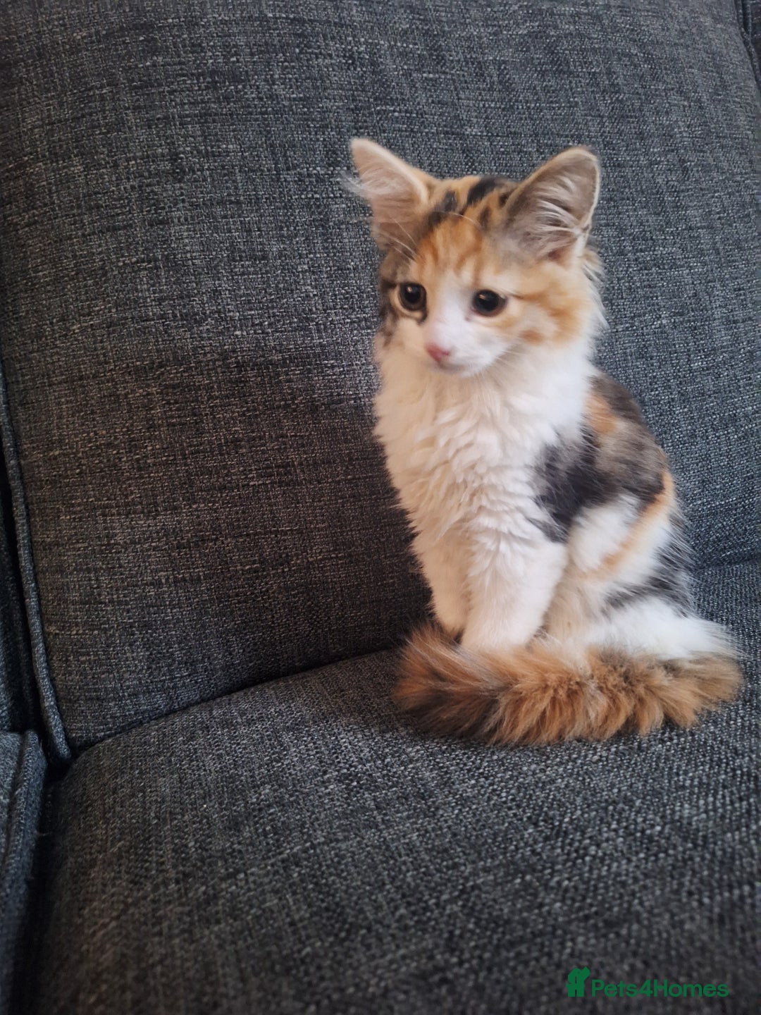 Mixed Breed cats for sale: Stunning long haired Calico girl - Image 10