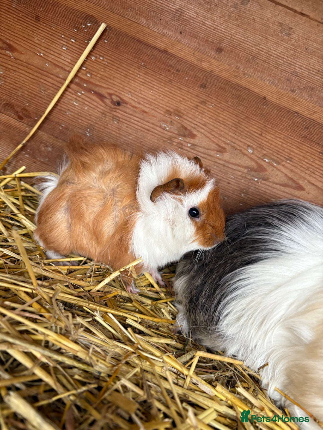 Guinea Pig rodents for sale: Baby guinea pig looking for loving home  - Advert 1