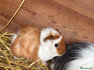 Guinea Pig rodents Baby guinea pigs looking for loving home - Advert 1