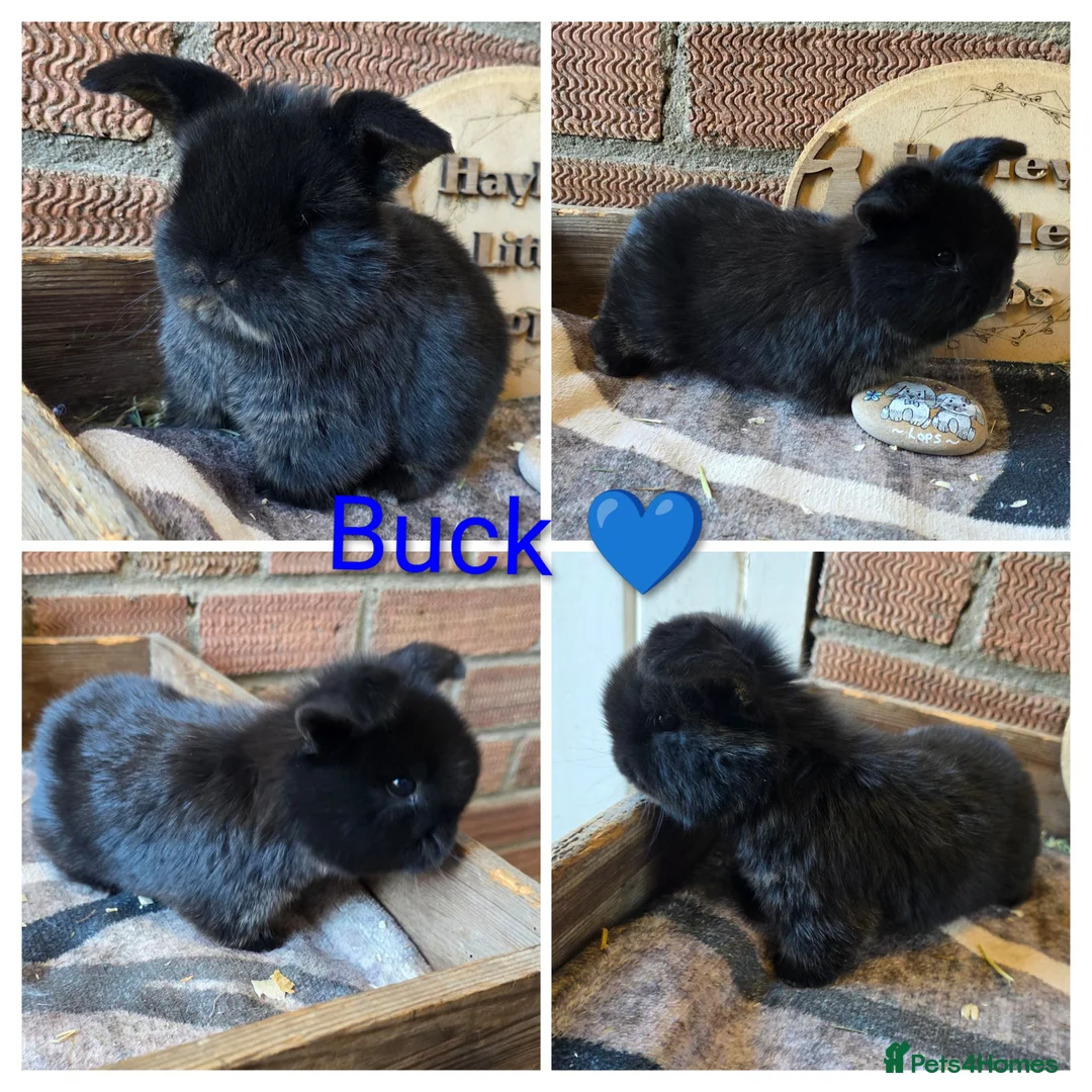 Mini Lop rabbits for sale: Gorgeous pure breed mini lops  - Advert 2
