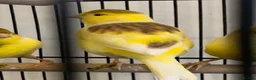 Canaries birds for sale: Fife canaries  - Advert 4