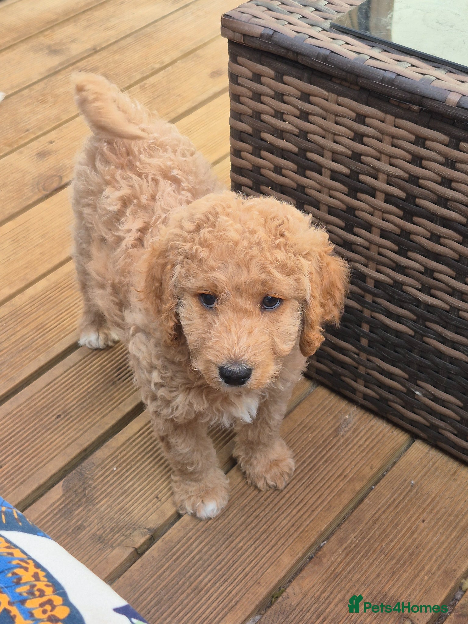 Double Doodle dogs Double doodle puppies 3 left READY to go - Advert 6