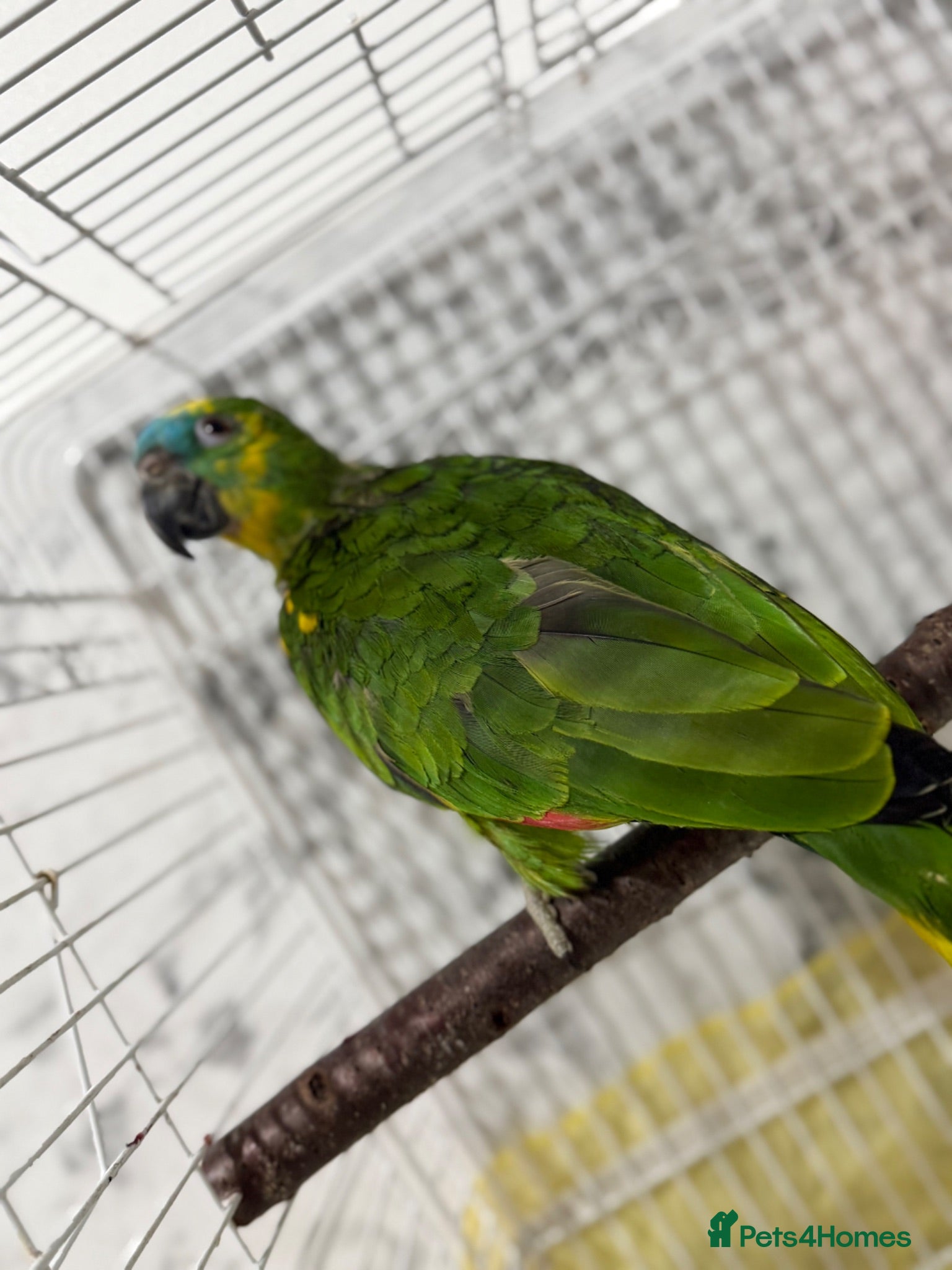 Parrots birds Blue fronted Amazon parrot (5Year old)  - Advert 21