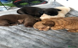 Mixed Breed dogs for sale: ADORABLE LITTER OF SHIH TZU/CHIHUAHUAS - Image 14