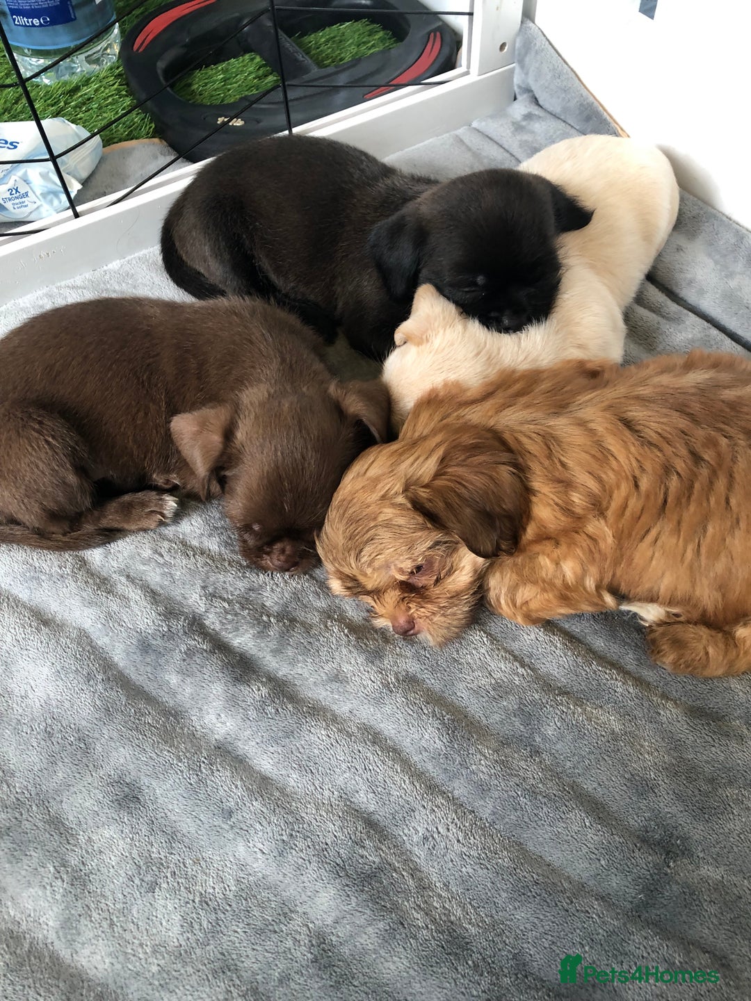Mixed Breed dogs for sale: ADORABLE LITTER OF SHIH TZU/CHIHUAHUAS - Image 14