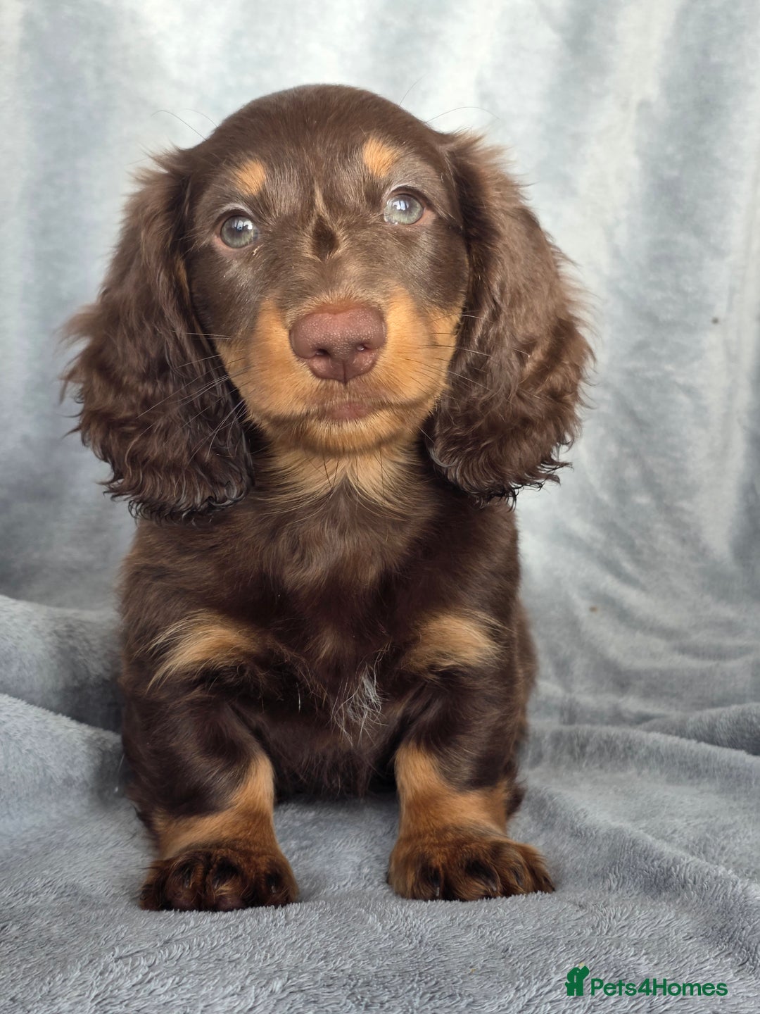 Miniature Dachshund dogs for sale: Stunning miniature longhaired Dachshund pups - Advert 17