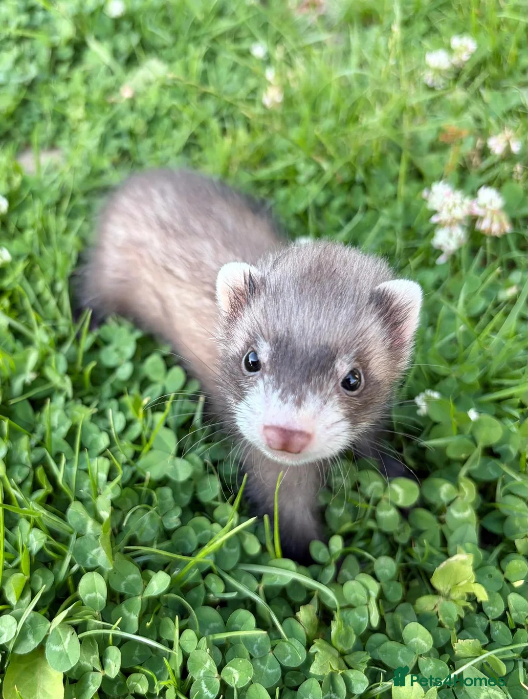 Ferret rodents for sale: 2 Hobs 1 Gill  - Advert 2