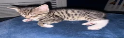 Mixed Breed cats for sale: Bengal x girl left ready 28th - Advert 15