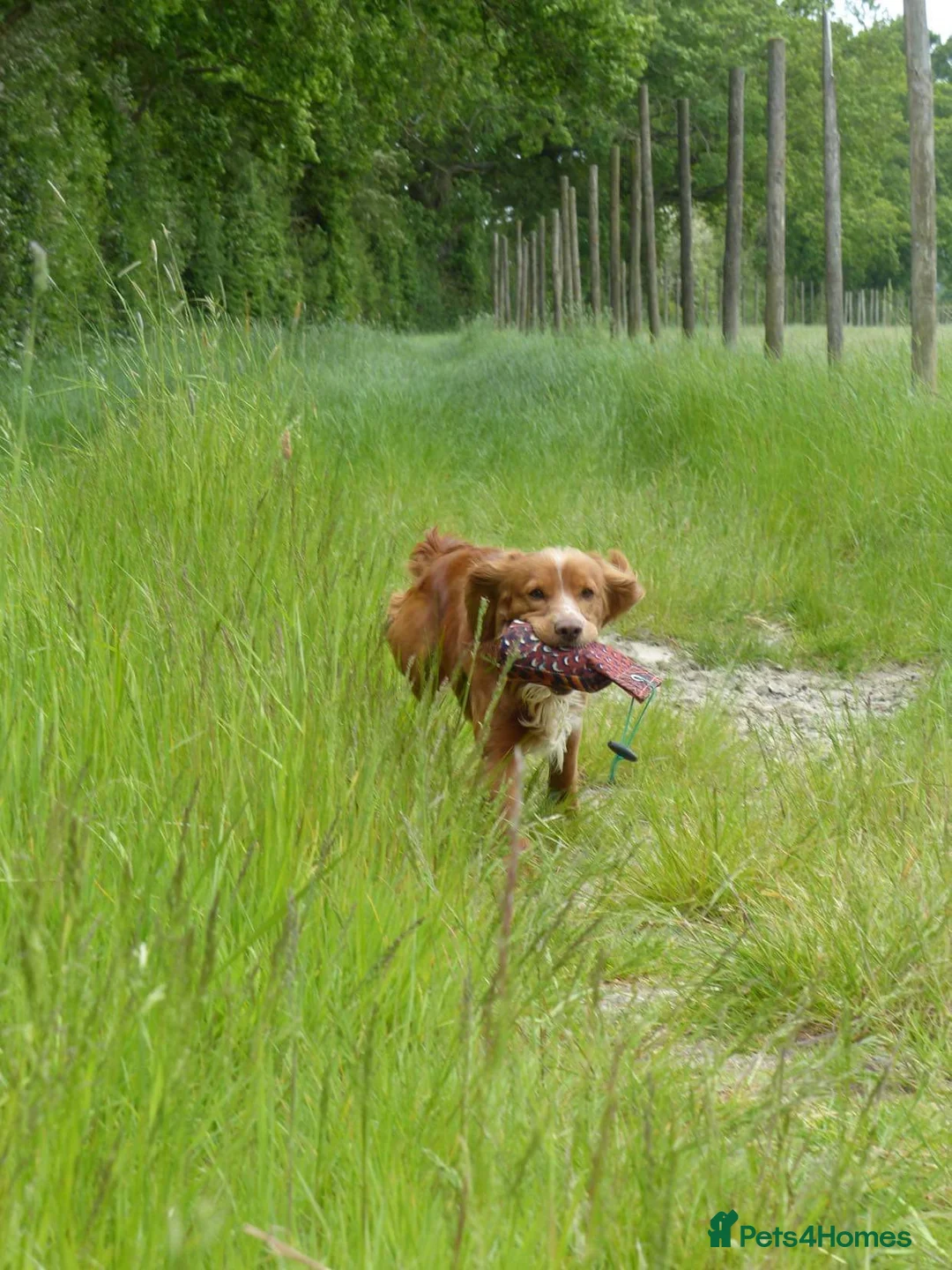 Cocker Spaniel dogs for stud: Pedigree working cocker spaniel standing at stud  in Tonbridge - Advert 2