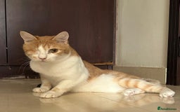 Mixed Breed cats for adoption: Cuddly, One Eyed *Indoor* cat  - Image 1