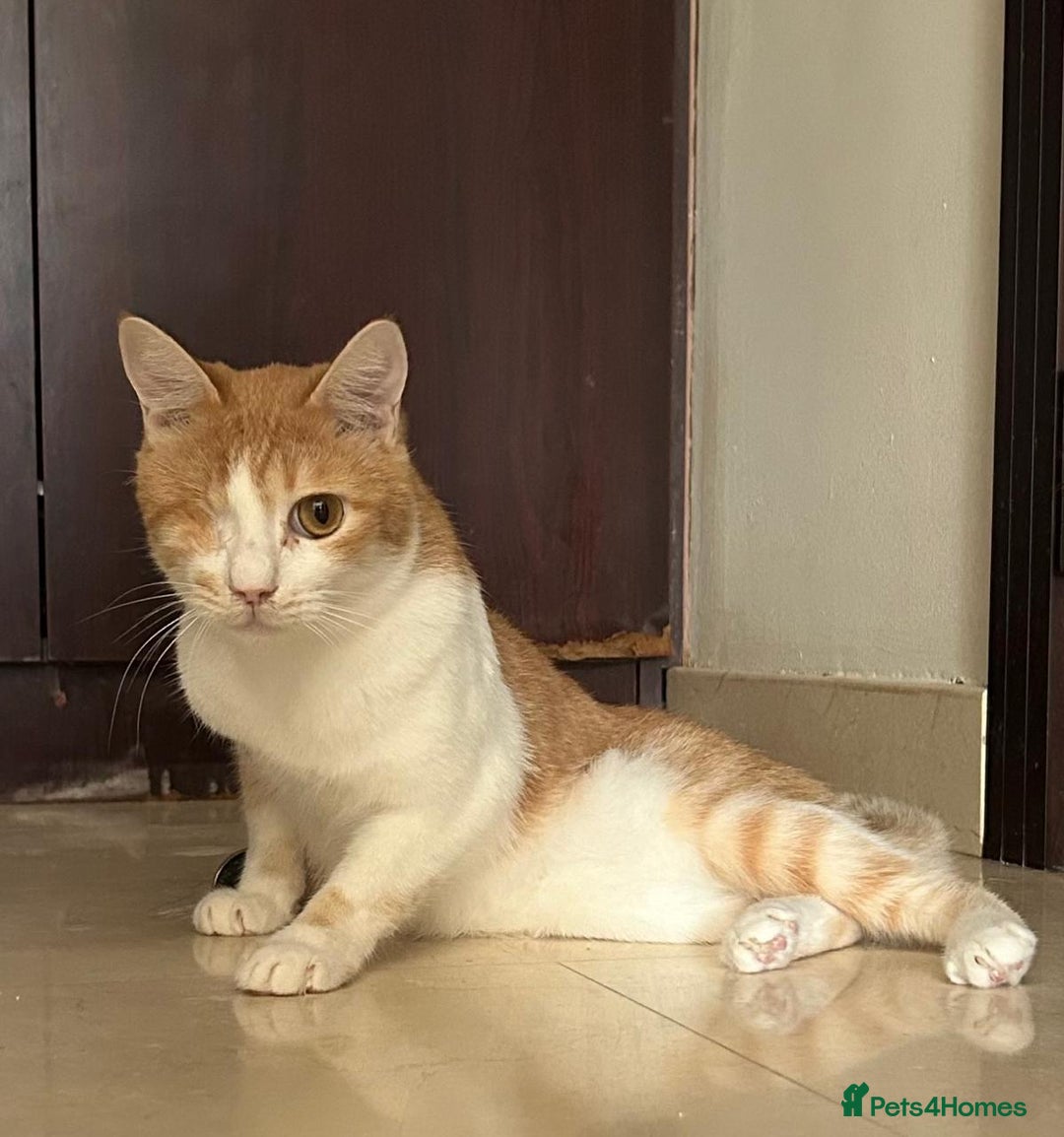 Mixed Breed cats for adoption: Cuddly, One Eyed *Indoor* cat  - Image 1