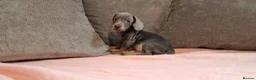 Miniature Dachshund dogs for sale: Ready to Leave  2 male 1 female in Bradford - Advert 7