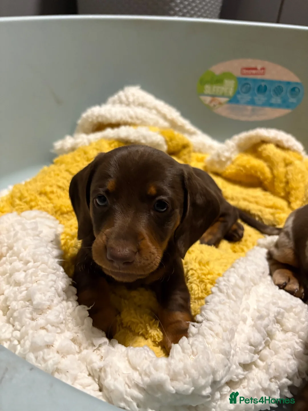Dachshund dogs for sale: Adorable Dachshund Pedigree  in Ormskirk - Advert 7