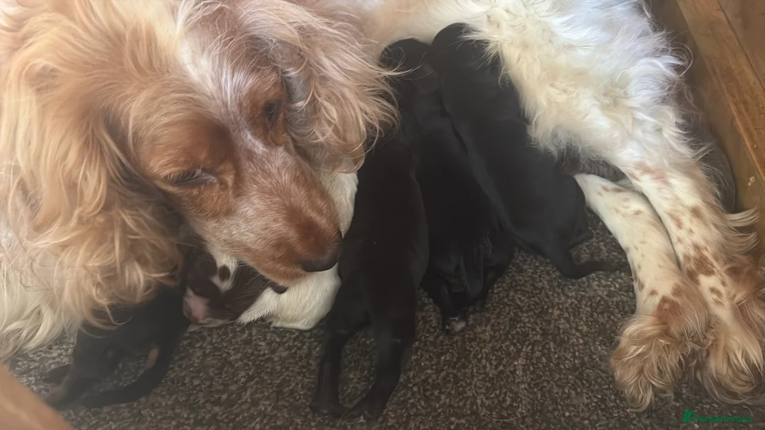 Cocker Spaniel dogs for sale: Lovely litter of cocker spaniels  in Abertillery - Advert 2
