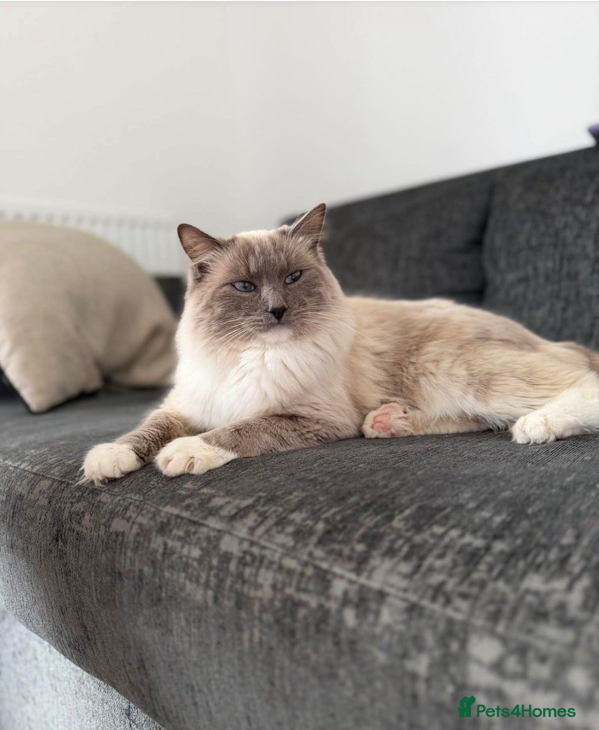 Ragdoll cats Ragdoll male cat - Advert 4