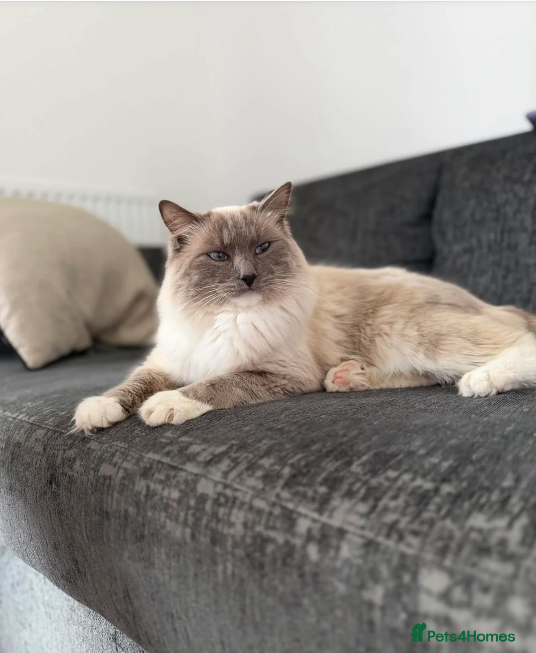 Ragdoll cats for sale: Ragdoll male cat - Advert 1