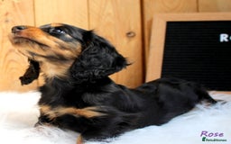 Miniature Dachshund dogs for sale: KC Health tested Licensed breeder 12 years exp - Image 16