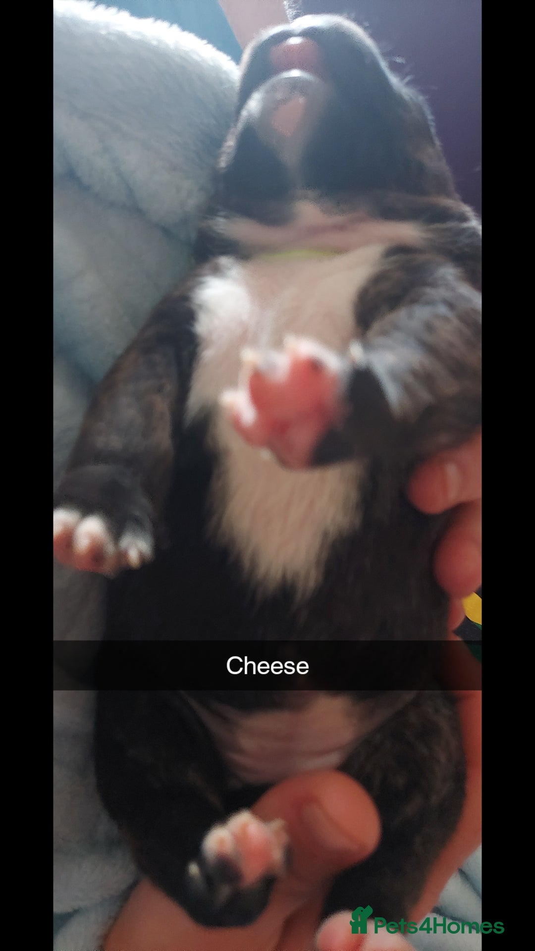 Staffordshire Bull Terrier dogs for sale: Staffordshire bull terrier puppies  - Image 10