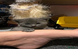 Mixed Breed cats for sale: Half mine coon half British  - Image 11