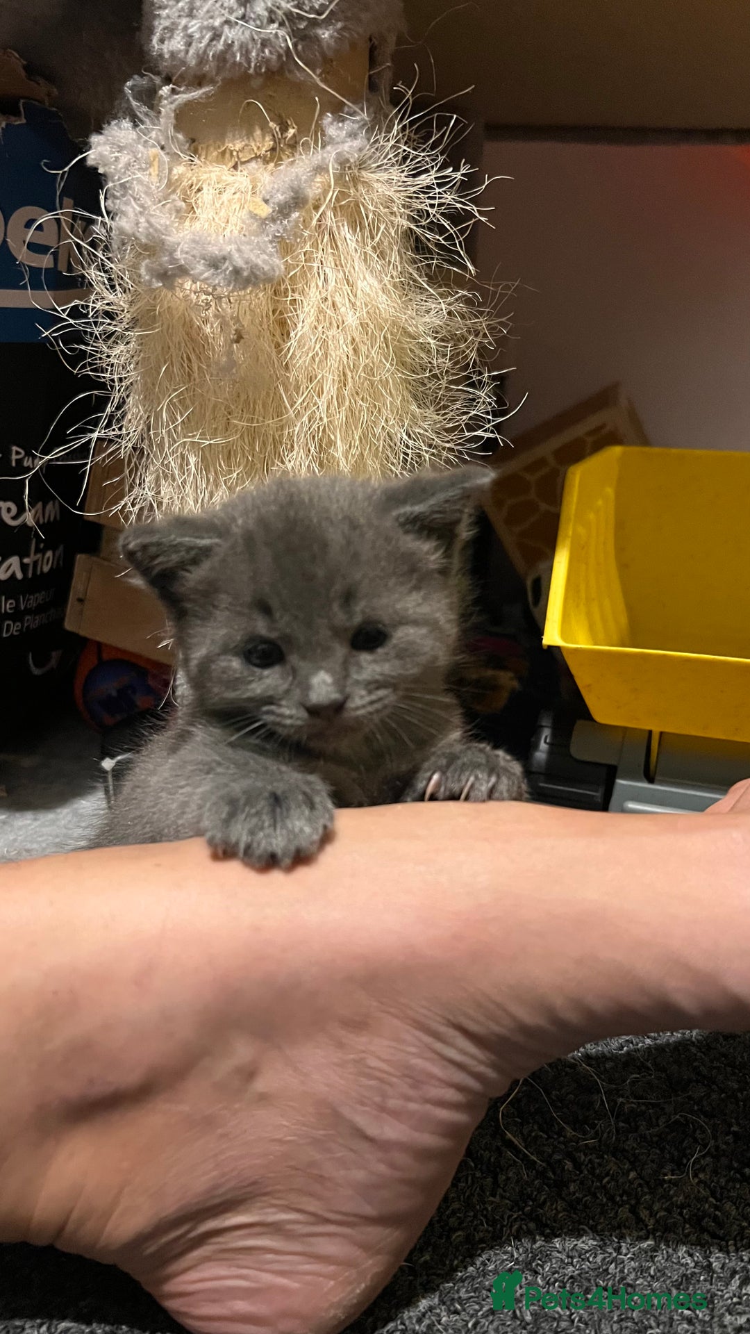 Mixed Breed cats for sale: Half mine coon half British  - Image 11