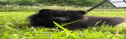 Pomeranian dogs for sale:  Teddy Bear Pomeranian Puppies - Advert 40