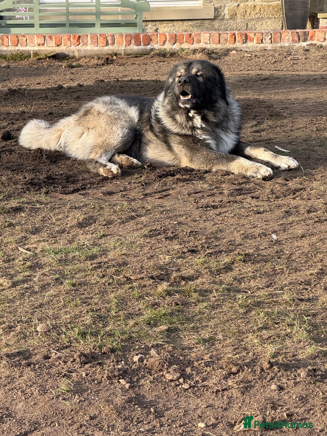 Caucasian Shepherd Dog dogs for sale: Caucasion Shepherd Puppies - Advert 1