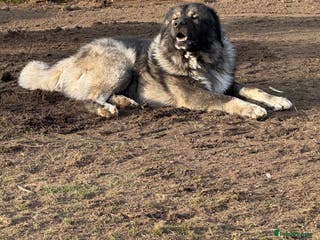 Caucasian Shepherd Dog dogs Caucasion Shepherd Puppies - Advert 5