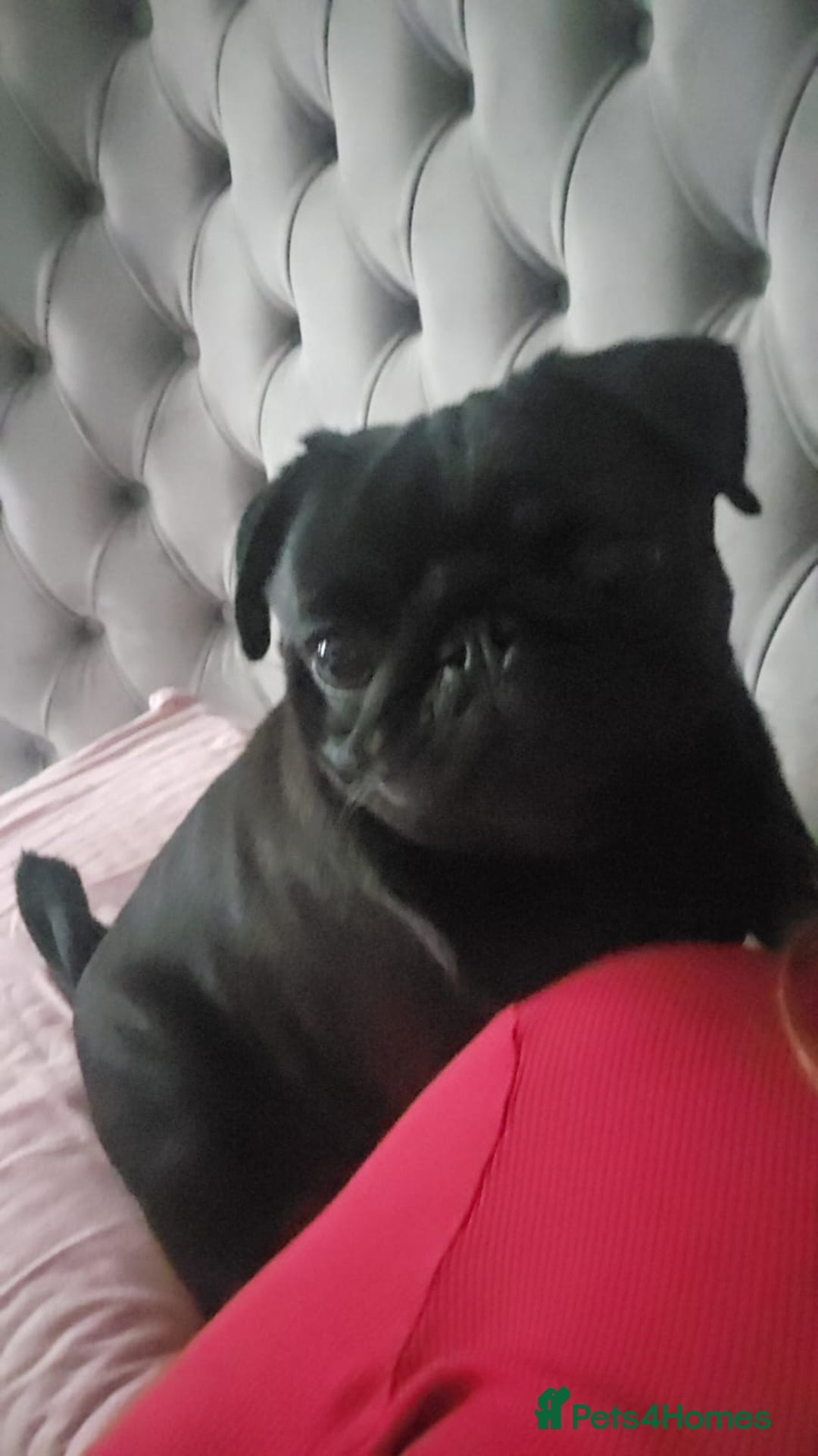 Pug dogs for sale: Pug Puppies - Image 34