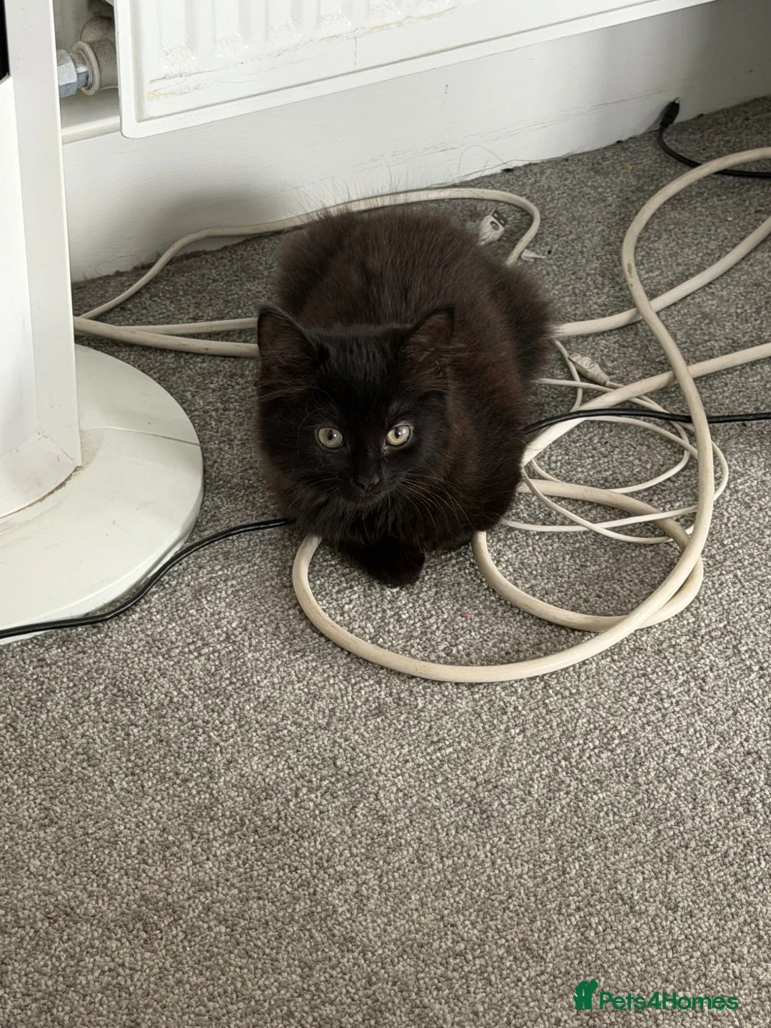 Mixed Breed cats for sale: Kittens ready for new homes now  - Advert 3