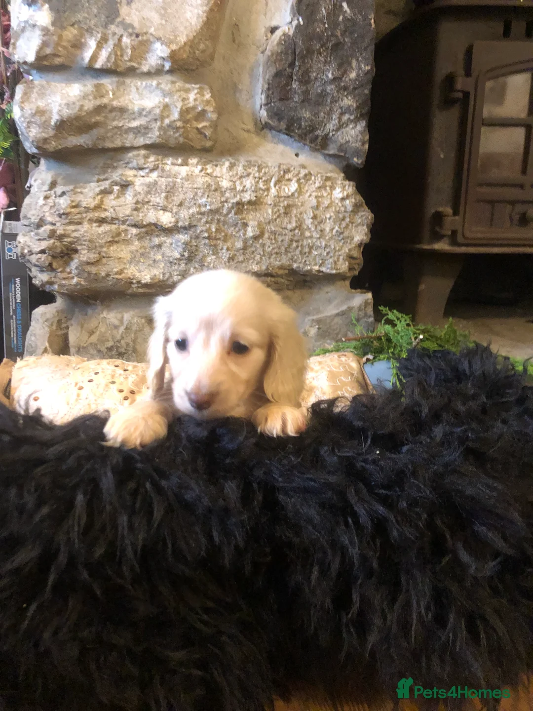 Miniature Dachshund dogs for sale: KC English Cream miniature dachshund  - Advert 9